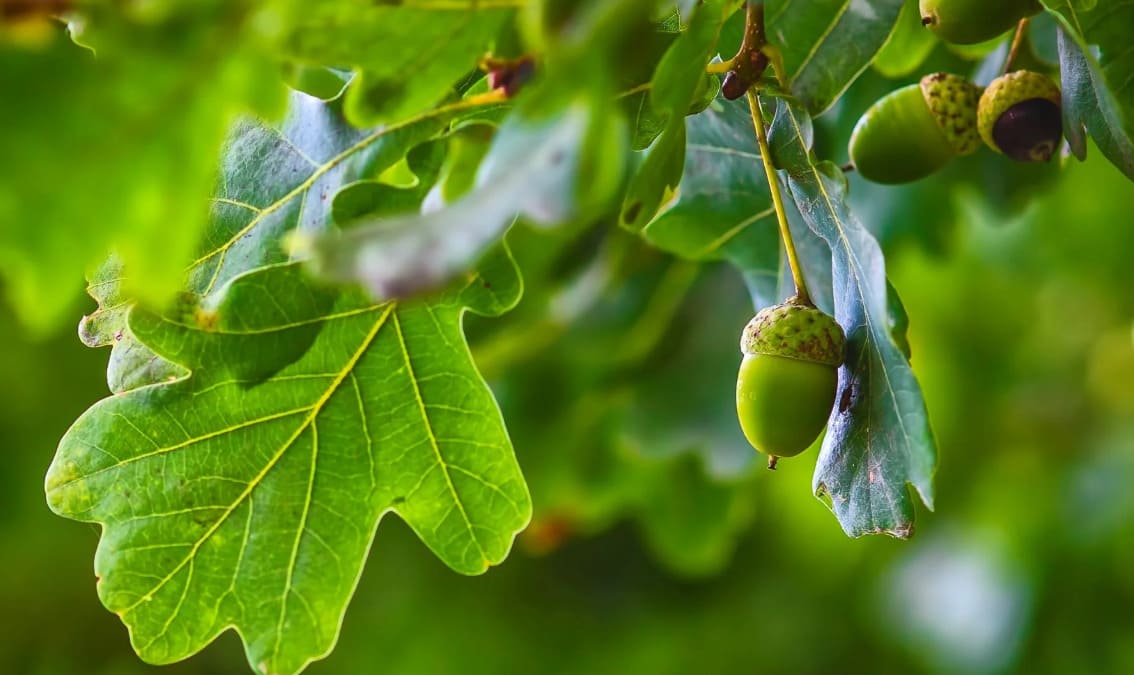 Which of these little treasures will you find growing high up in the branches of a grand oak tree?