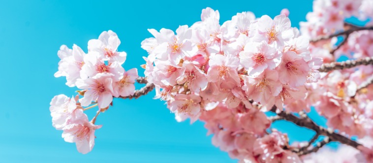 Let's start under the sweet shade of this gorgeous pink bloom—which beautiful country claims it as a national icon?