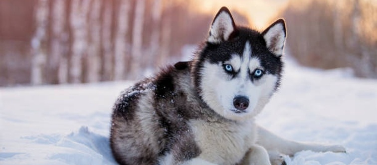Settle into the porch swing and picture a gorgeous, wolf-like beauty with a cozy double coat, pointy ears, and the most striking blue or mixed-color eyes. Bred to run across Siberian snows, who is this?